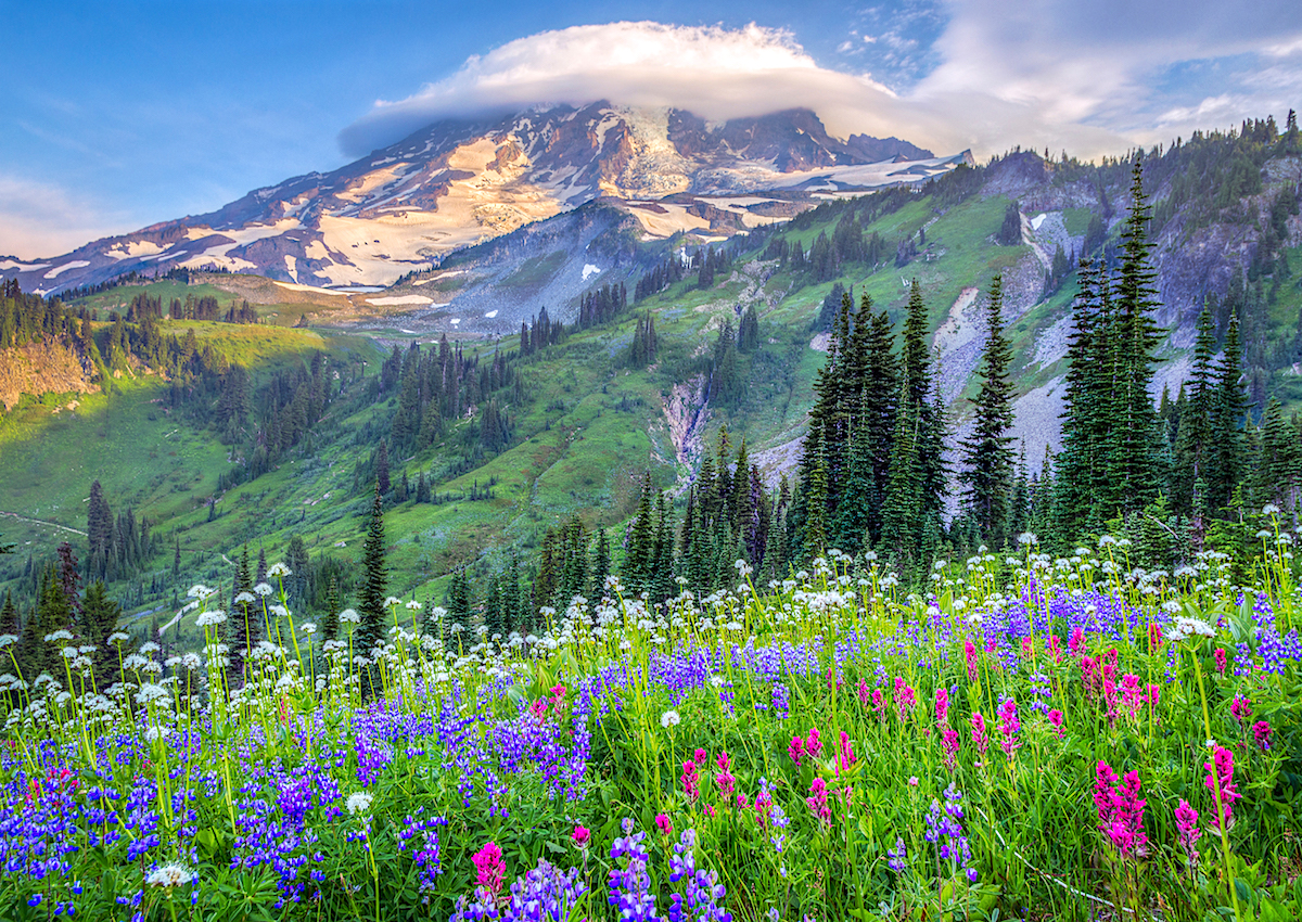 Hike wildflower trails in Mount Rainier